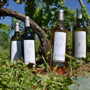 Le vin : Chant d'Ardoise.