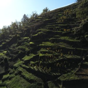 Les terrasses de la Bontat